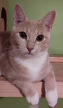 foto av Toka